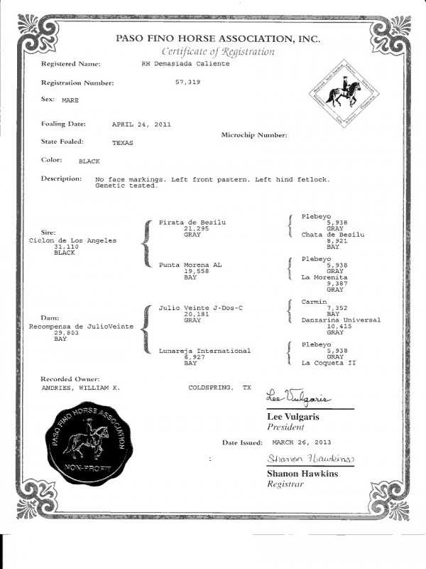 paso fino mare pedigree