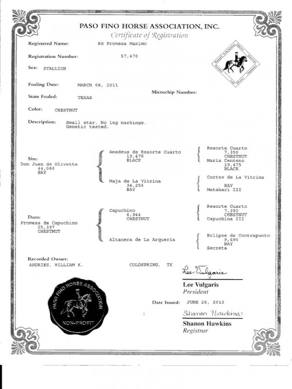 paso fino gelding pedigree