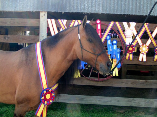 keith andries horse training clinics
