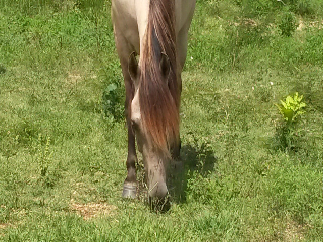 buckskin mare.