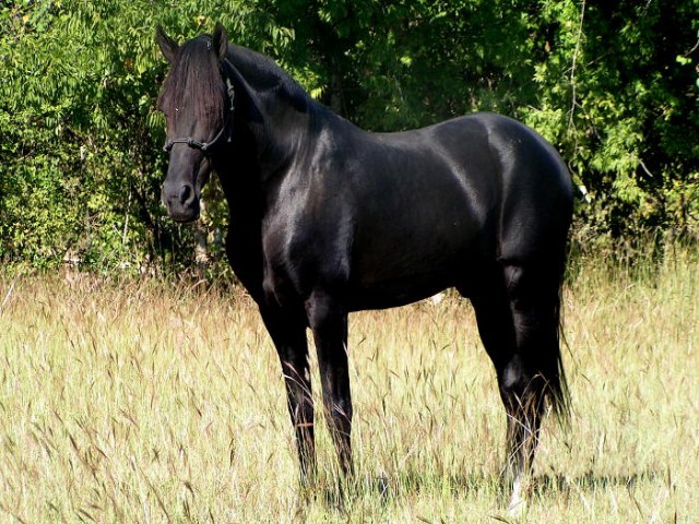 paso fino black stallion