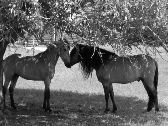 Rose Hill Ranch Paso Finos :: Paso Fino Stallion Buckskin Dun - A ...