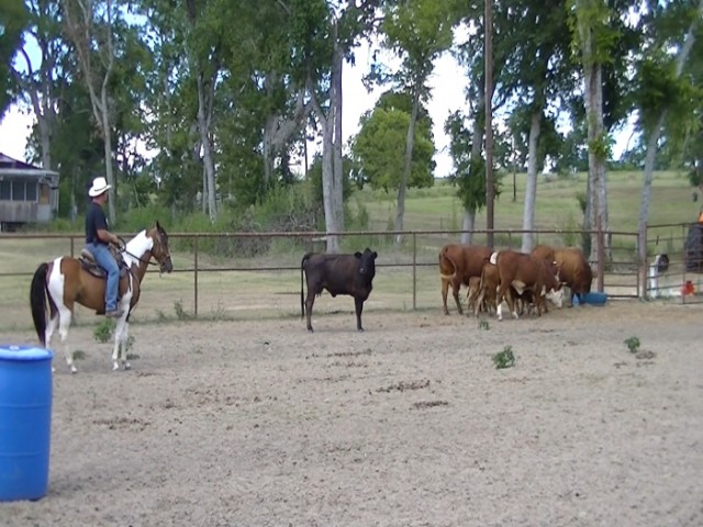 Paso Fino Gelding Sundancer on cattle
